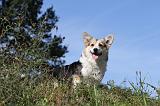 CORGI PEMBROKE 340